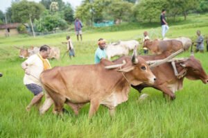 vishnu-dev-sai-farming-bagiya-jashpur-2026.jpg